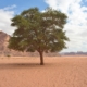 Tree thriving in desert