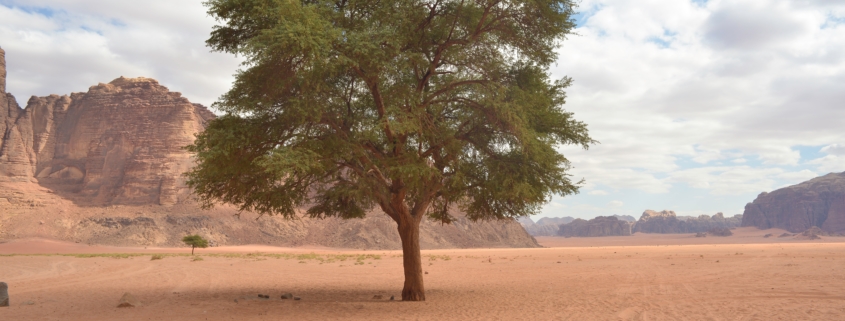Tree thriving in desert
